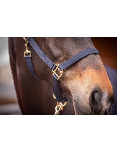 Licol nylon Brody - marine - Paddock Sports