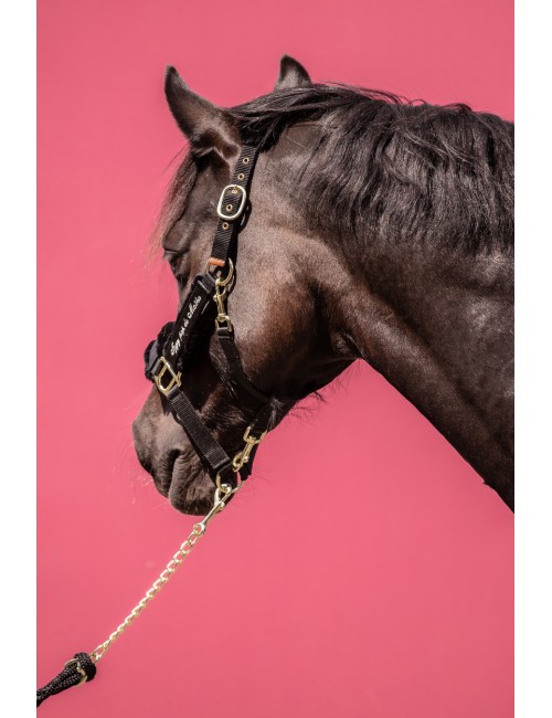 Licol doublé Scratchy - noir - PADDOCK SPORTS